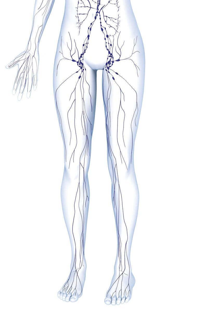 Illustration der Anatomie des Lymphsystems des menschlichen Körpers.
