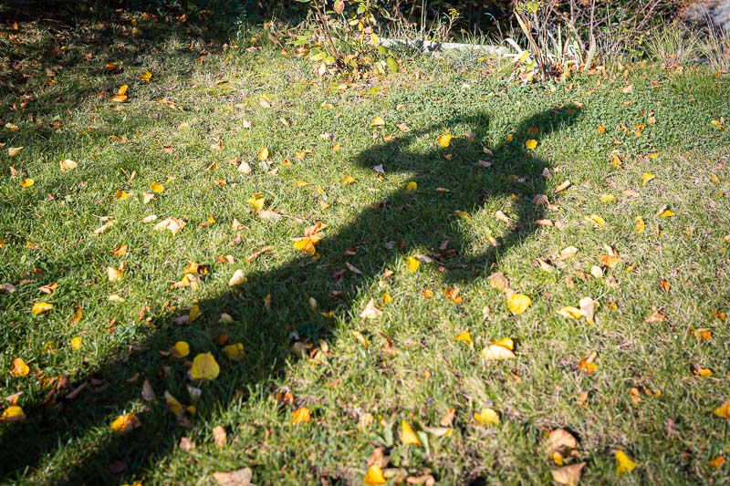 Een schaduw van een persoon met beide armen omhoog op een grasveld met groen gras en verspreide gele herfstbladeren.
