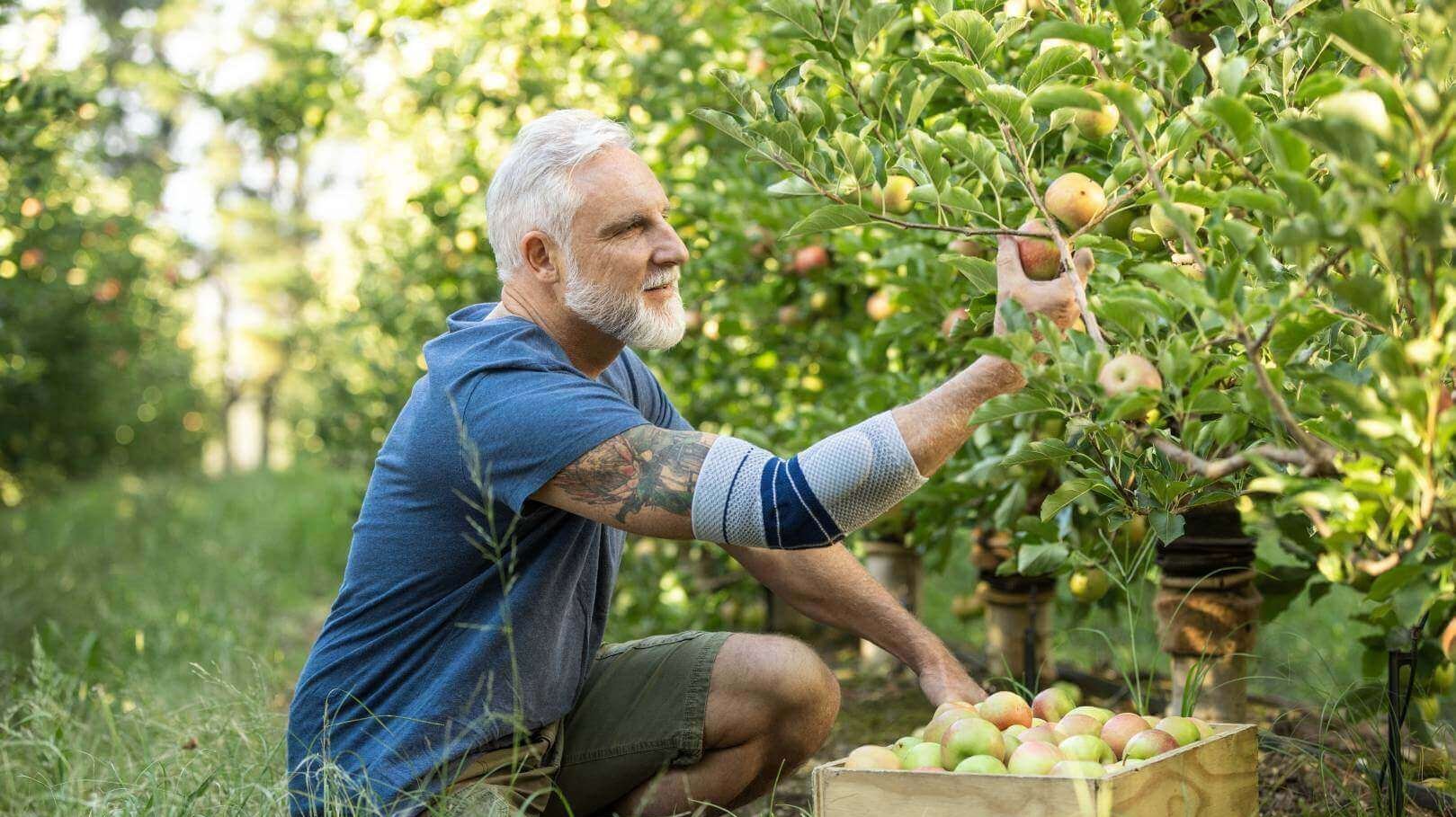 Op de foto is een man te zien die in de tuin fruit plukt en daarbij een Bauerfeind elleboogbandage draagt. De EpiTrain biedt ondersteuning bij tenniselleboog-klachten in het dagelijks leven en kan eraan bijdragen om pijn te verlichten.