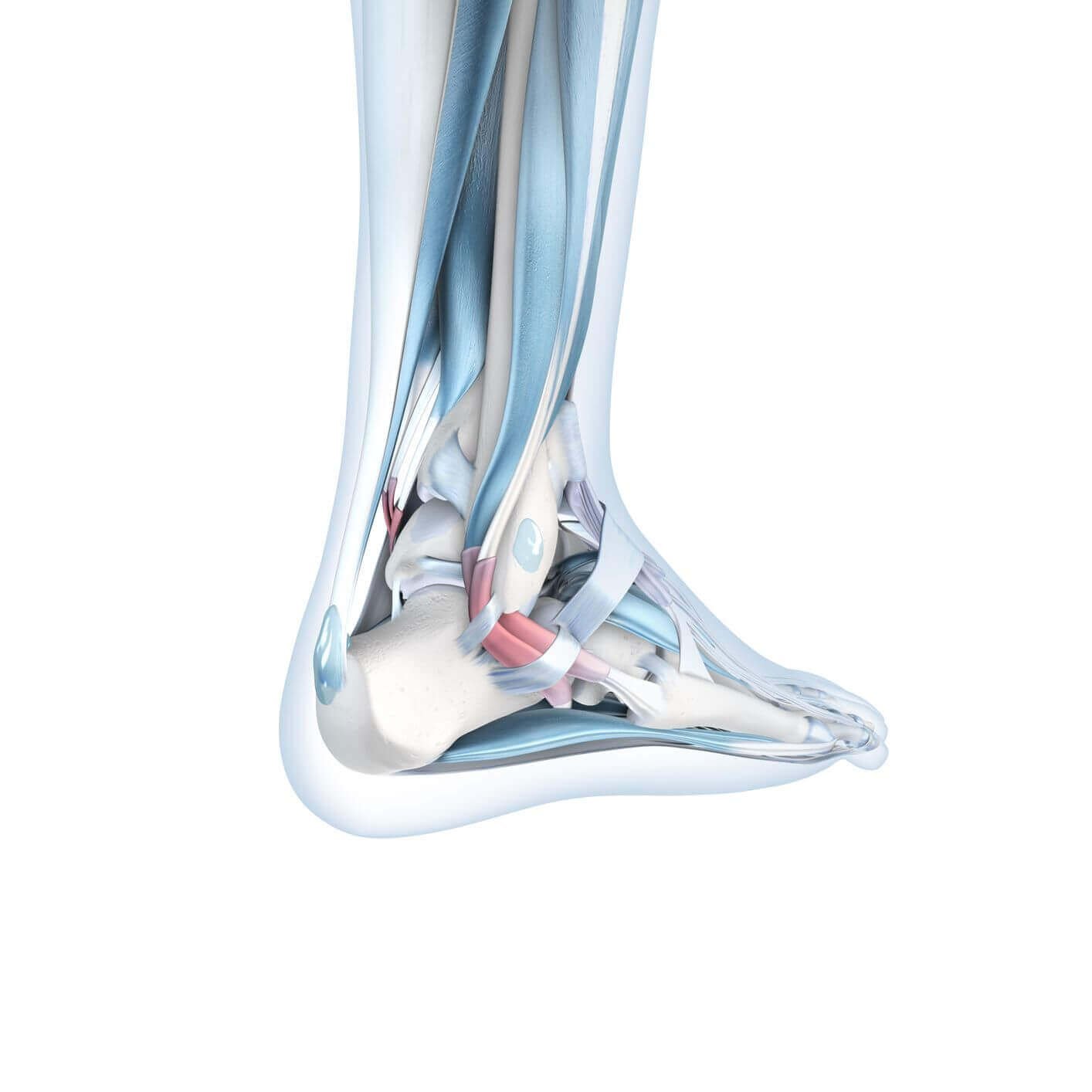 Illustratie van de anatomie van het enkelgewricht. Het enkelgewricht bestaat uit twee hoofdgewrichten: het bovenste spronggewricht (OSG) en het onderste spronggewricht (USG).