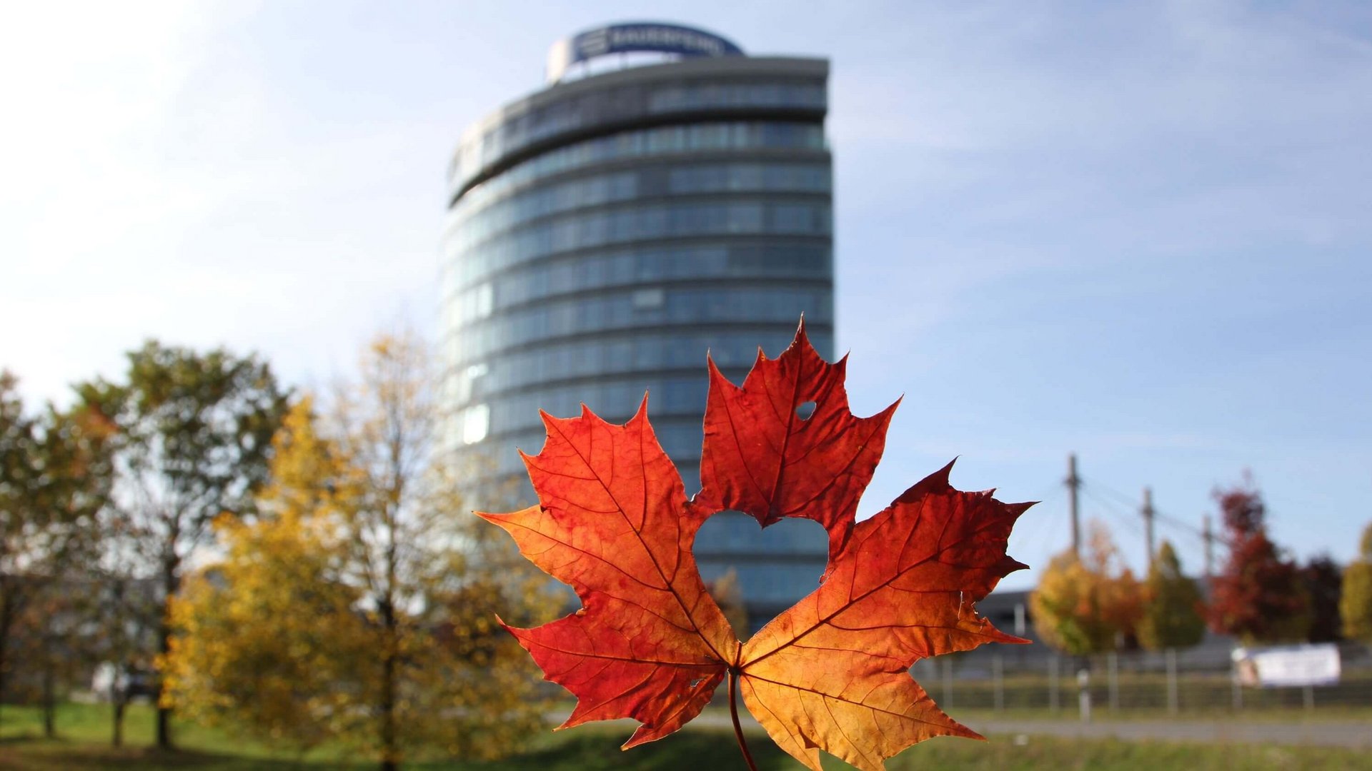 Herfstig esdoornblad met een hartvormige uitsparing in het midden, scherp op de voorgrond, op de achtergrond een modern, rond kantoorgebouw met glazen gevel en bomen in herfstkleuren.