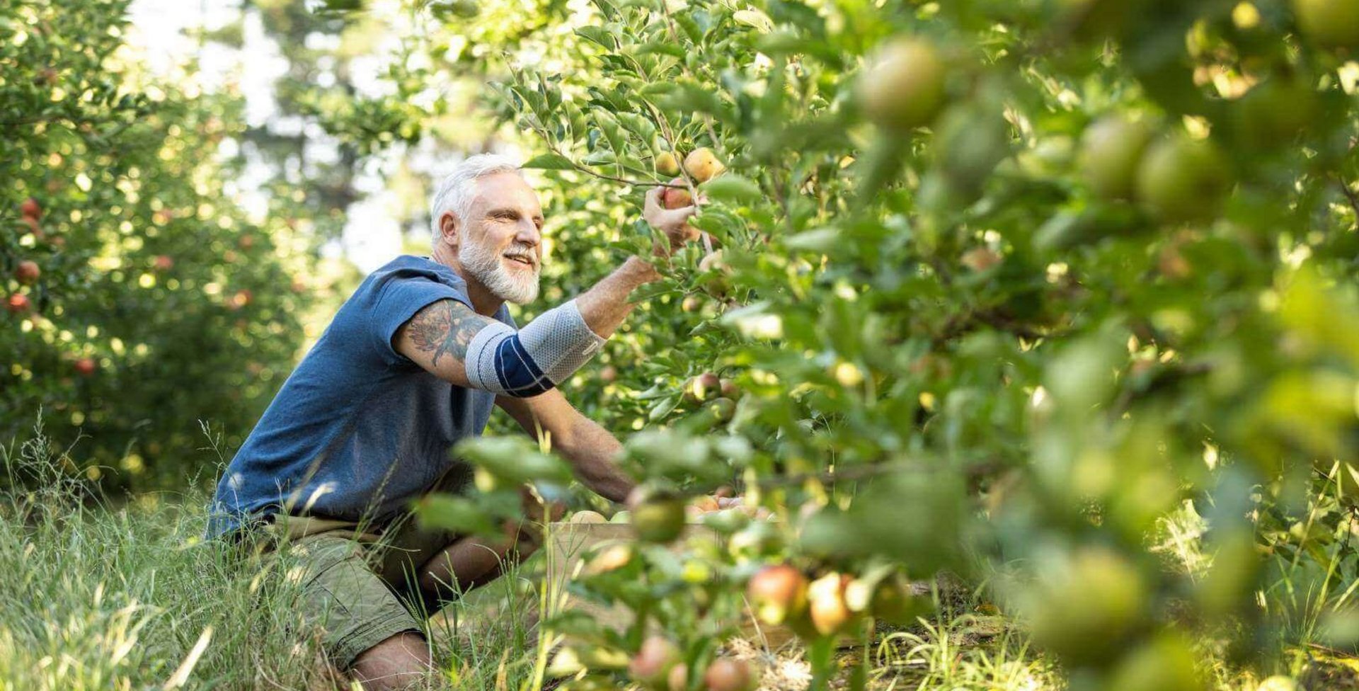 De foto toont een man die fruit plukt in de tuin en een elleboogbandage van Bauerfeind draagt. De EpiTrain ondersteunt bij tenniselleboog-klachten in het dagelijks leven en kan pijn verlichten.