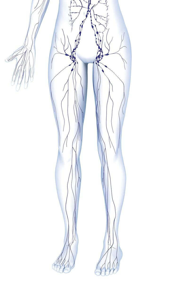 Illustratie van de anatomie van het lymfestelsel van het onderlichaam van de mens.