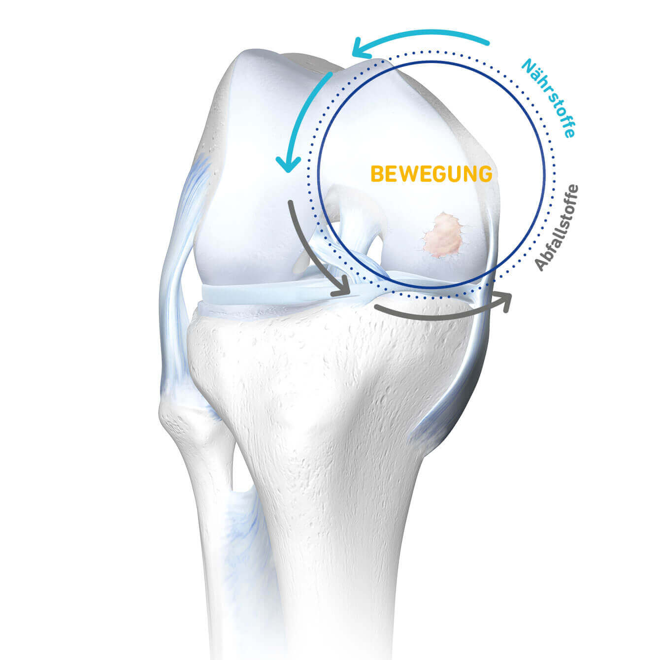 3D-illustratie van een knie met een cyclus van beweging en voedingsstoffen die de voeding van het kraakbeen bij artrose benadrukt