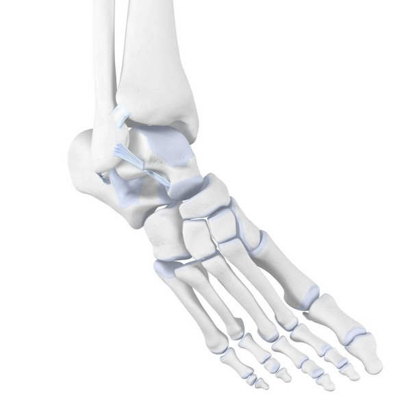 Weergave van de anatomie van de enkel bij een supinatietrauma. Bij een supinatietrauma kunnen overrekkingen van de buitenbanden van de voet, bandscheuren of zelfs blessures aan het bot optreden.