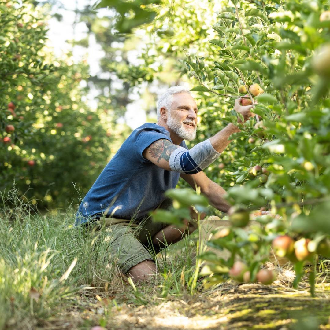 Een oudere man bij de appeloogst in een boomgaard, knielend tussen de bomen. Hij draagt de EpiTrain elleboogbandage, die steun biedt bij elleboogpijn.