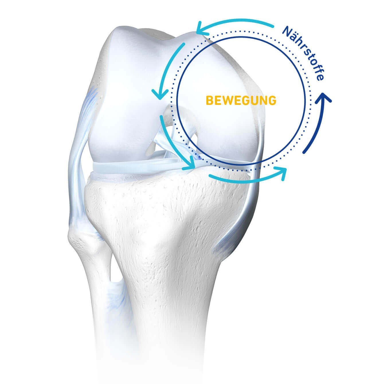 3D-illustratie van een knie met een kringloop van beweging en voedingsstoffen, die de voorziening van het kraakbeen bij artrose verduidelijkt