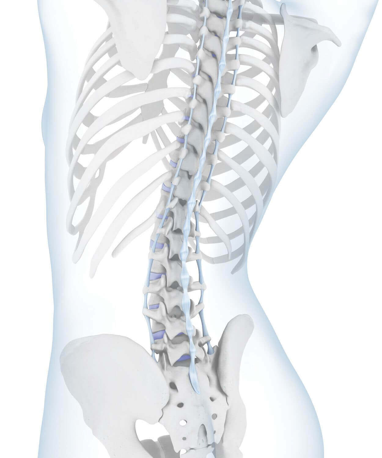 Weergave van de anatomie van de wervelkolom bij een aanwezige holle rug. Bij een holle rug gaat het om een extreem sterke kromming van de lendenwervelkolom. Opvallend daarbij is dat zowel de buik als het bekken zich duidelijk naar voren welven.